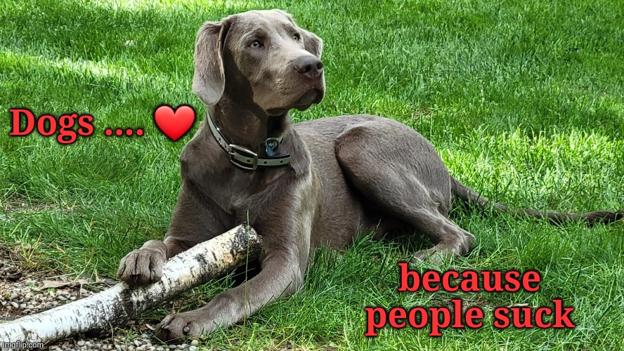 Dogs .... ❤️; because people suck | image tagged in dogs | made w/ Imgflip meme maker