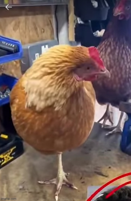 vandalism ? | image tagged in bird,chicken,msmg,funny,vandalism,funny vandalism | made w/ Imgflip meme maker