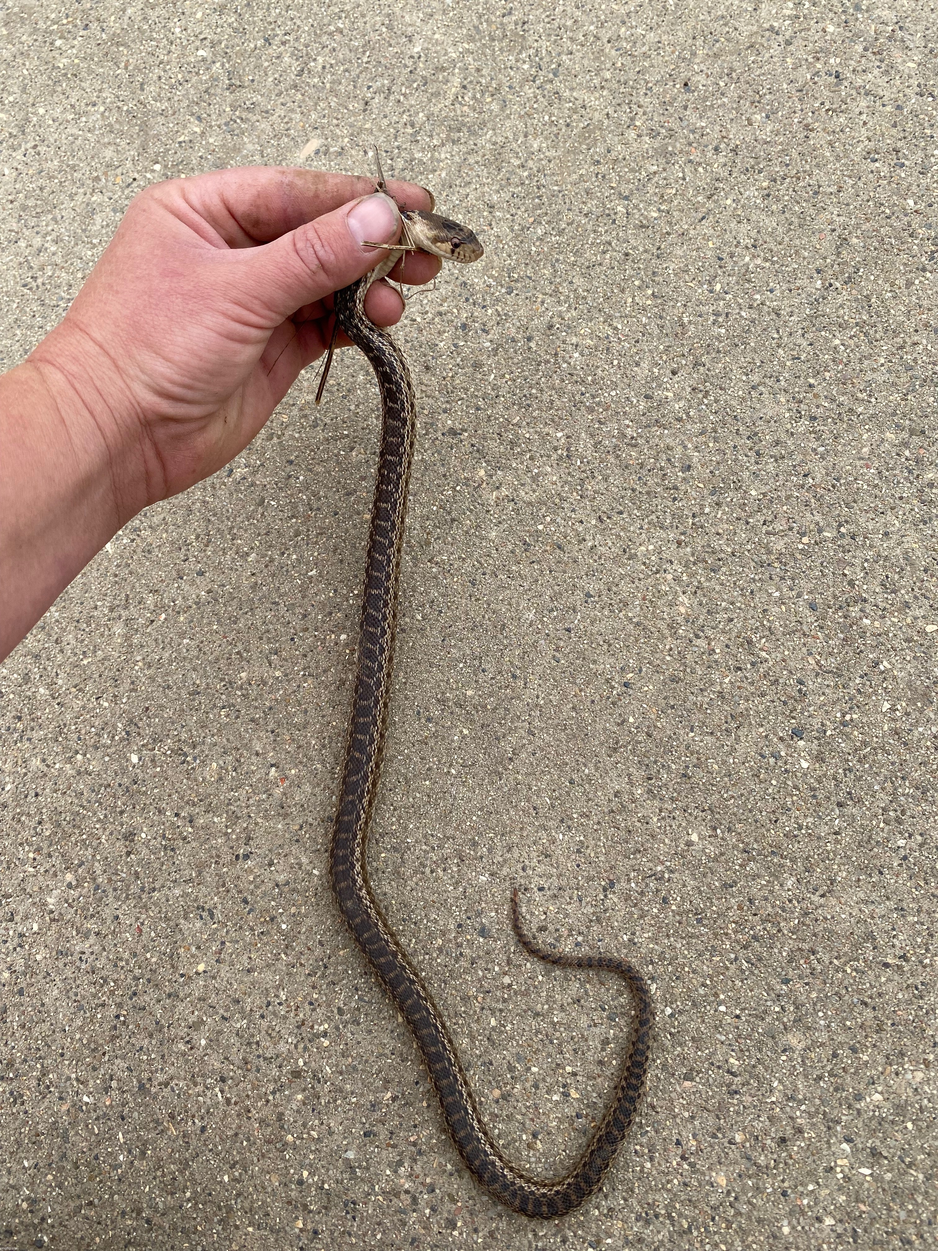 found this while gardening | image tagged in scared me half to death,gopher snake,harmless | made w/ Imgflip meme maker