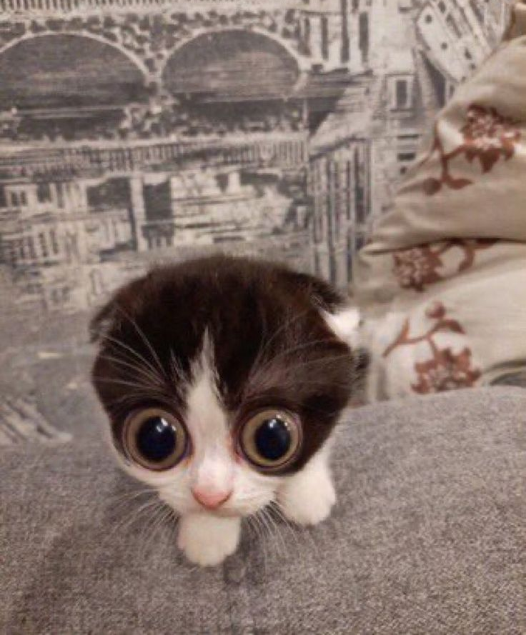 Cat with wide eyes Blank Meme Template