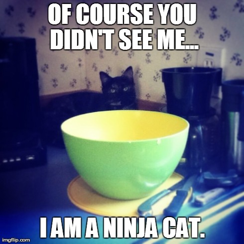 OF COURSE YOU DIDN'T SEE ME... I AM A NINJA CAT. | image tagged in ninja,cats,funny | made w/ Imgflip meme maker