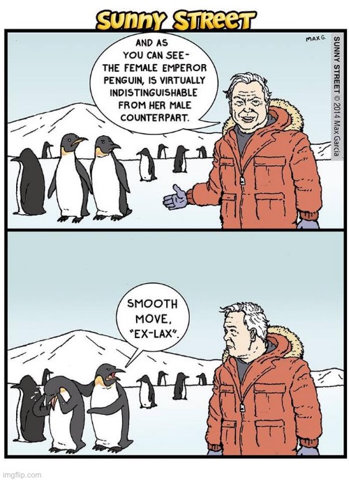 image tagged in comics,sunny street,penguins,insult | made w/ Imgflip meme maker