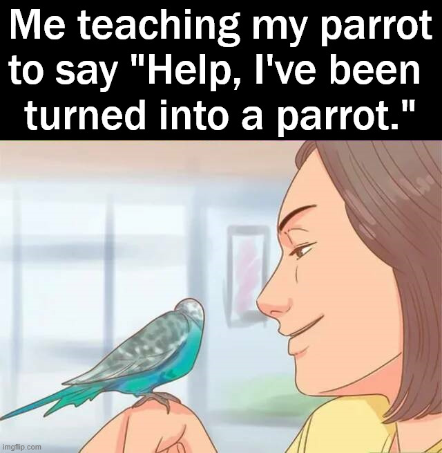 Parrot prank | Me teaching my parrot to say "Help, I've been 
turned into a parrot." | image tagged in prank,parrot,trick,talking,help | made w/ Imgflip meme maker