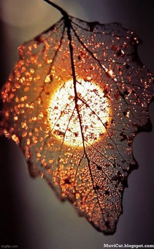 Leaf | image tagged in beautiful,leaf,sunshine | made w/ Imgflip meme maker