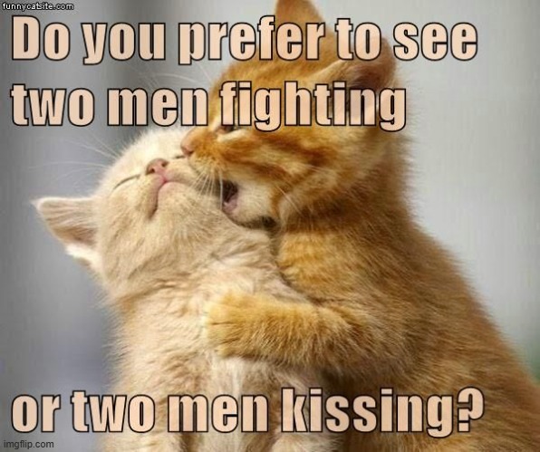 This #lolcat wonders why hoo-mans prefer men to fight over to kiss | image tagged in kissing,lolcat,lgbtq,gay,homophobic | made w/ Imgflip meme maker