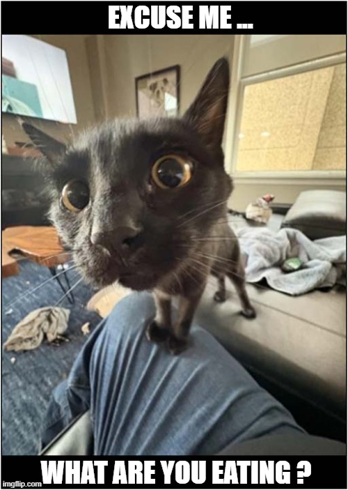Begging For Scraps ! | EXCUSE ME ... WHAT ARE YOU EATING ? | image tagged in cats,begging,scraps | made w/ Imgflip meme maker