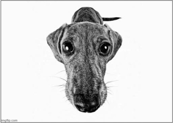 Hello | image tagged in dogs,greyhound,hello | made w/ Imgflip meme maker