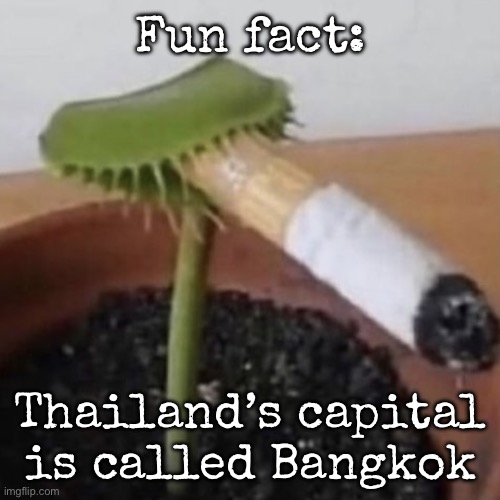 plant weeds | Fun fact:; Thailand’s capital is called Bangkok | image tagged in plant weeds,msmg | made w/ Imgflip meme maker