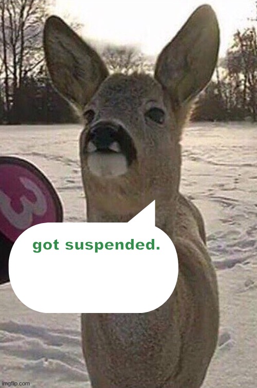 i hate school sm | got suspended. | image tagged in deer yap session | made w/ Imgflip meme maker