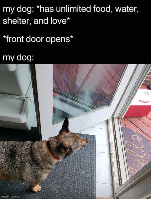 Ruby Doobie Doo | image tagged in good,dog | made w/ Imgflip meme maker