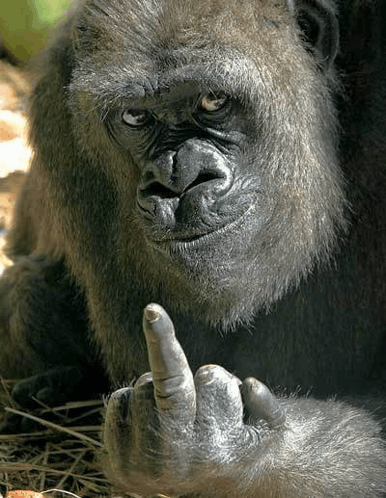 Gorilla Middle Finger Blank Meme Template