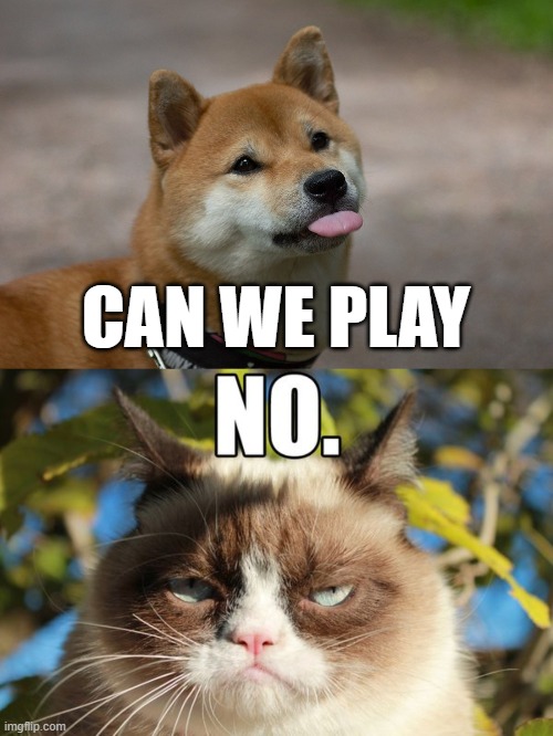 CAN WE PLAY | image tagged in cute doggo,cat no | made w/ Imgflip meme maker