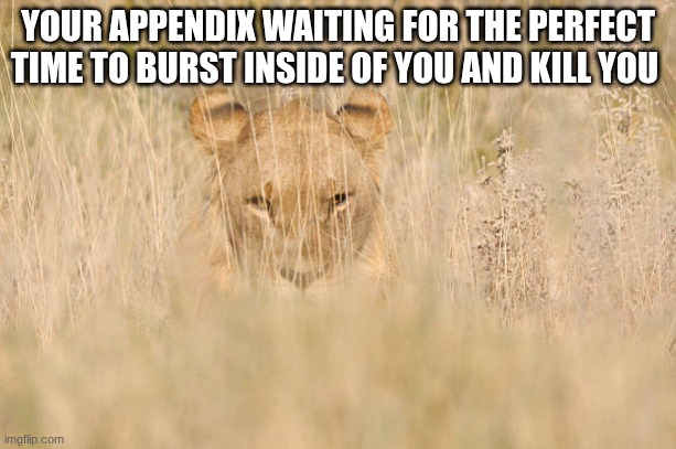 YOUR APPENDIX WAITING FOR THE PERFECT TIME TO BURST INSIDE OF YOU AND KILL YOU | image tagged in lion | made w/ Imgflip meme maker