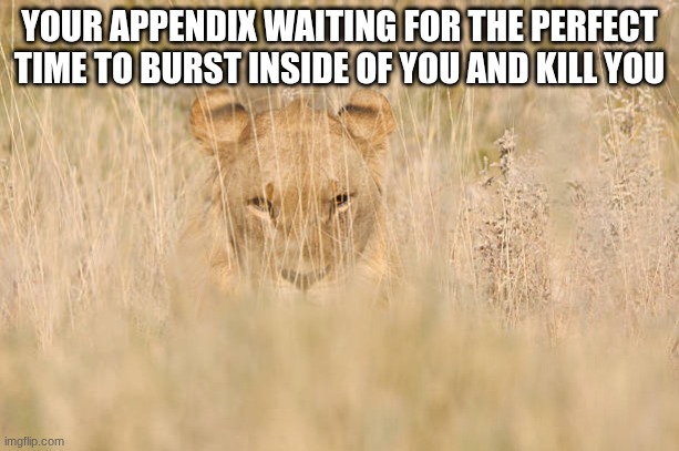 YOUR APPENDIX WAITING FOR THE PERFECT TIME TO BURST INSIDE OF YOU AND KILL YOU | image tagged in lion | made w/ Imgflip meme maker