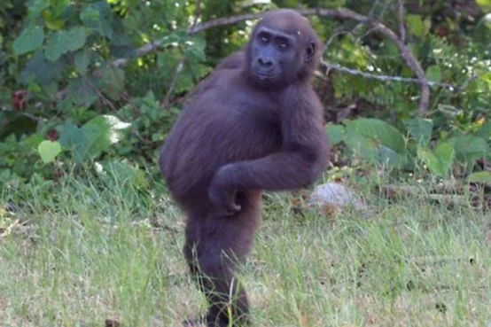 Sassy Gorilla Blank Meme Template