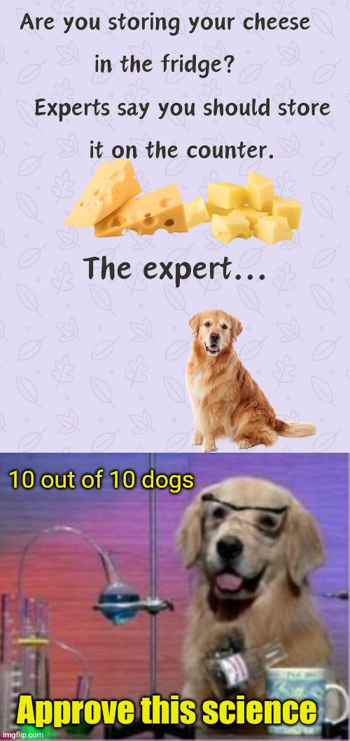 Cheesy Study | 10 out of 10 dogs; Approve this science | image tagged in dogs,cheese,expert,science,dog,scientist | made w/ Imgflip meme maker
