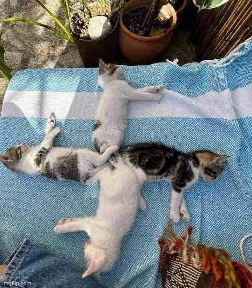 who arranged the cats like this? | made w/ Imgflip meme maker