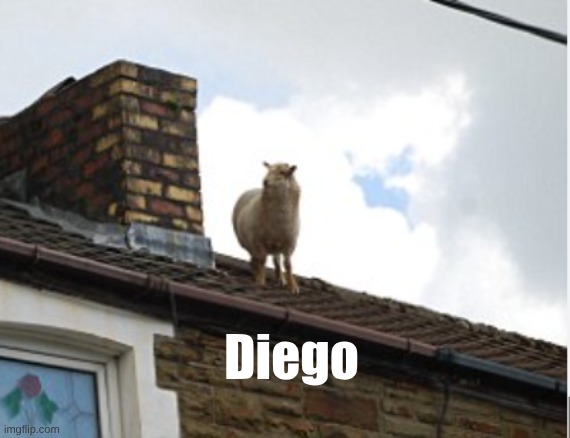 Diego | image tagged in diego | made w/ Imgflip meme maker