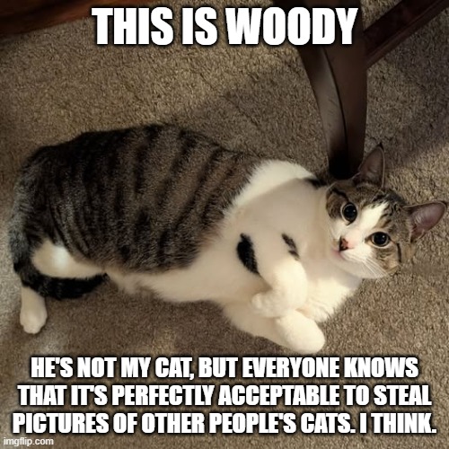 THIS IS WOODY; HE'S NOT MY CAT, BUT EVERYONE KNOWS THAT IT'S PERFECTLY ACCEPTABLE TO STEAL PICTURES OF OTHER PEOPLE'S CATS. I THINK. | image tagged in i don't know what to put here,stolen memes | made w/ Imgflip meme maker