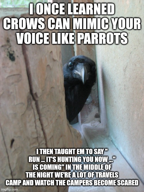 Peekaboo Crow | I ONCE LEARNED CROWS CAN MIMIC YOUR VOICE LIKE PARROTS I THEN TAUGHT EM TO SAY " RUN ... IT'S HUNTING YOU NOW ..." IS COMING" IN THE MIDDLE  | image tagged in peekaboo crow | made w/ Imgflip meme maker
