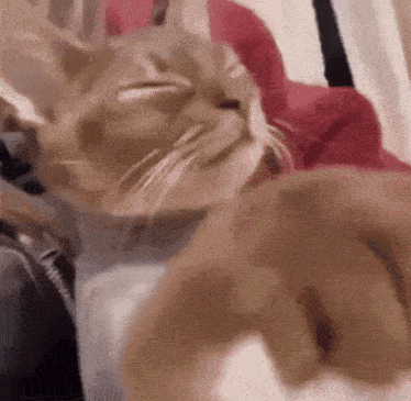 shoo cat Blank Meme Template