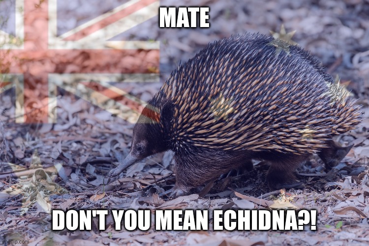 MATE DON'T YOU MEAN ECHIDNA?! | made w/ Imgflip meme maker