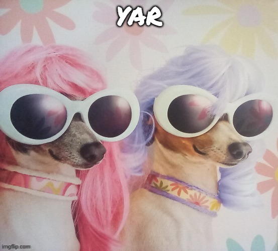 Groovy dawgs | YAR | image tagged in groovy dawgs | made w/ Imgflip meme maker