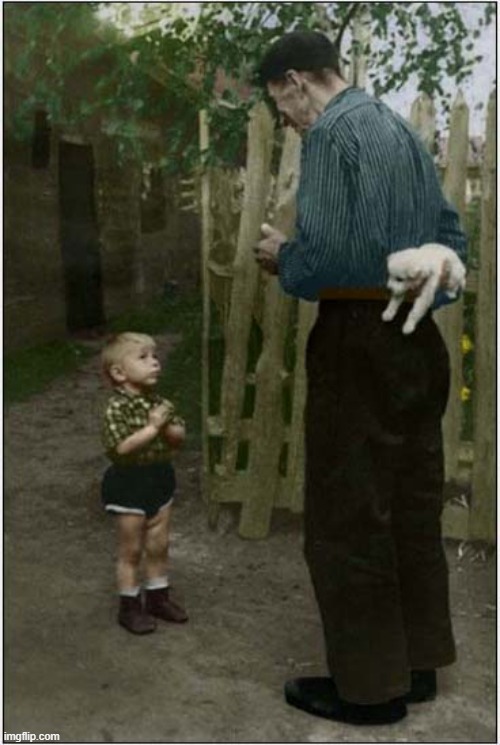 A Second Before Happiness ! | image tagged in dogs,puppy,happiness | made w/ Imgflip meme maker