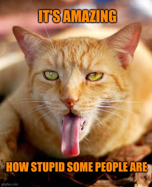 Amazing | IT'S AMAZING; HOW STUPID SOME PEOPLE ARE | image tagged in cat tongue,amazing,stupidity,stupid people,is this a pigeon,what if i told you | made w/ Imgflip meme maker