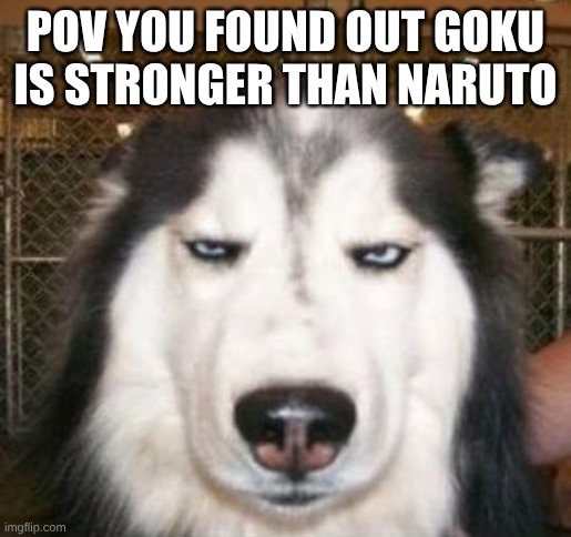 No kidding Dog | POV YOU FOUND OUT GOKU IS STRONGER THAN NARUTO | image tagged in no kidding dog | made w/ Imgflip meme maker