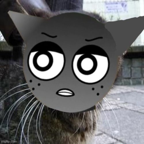 Angry Cat | image tagged in angry cat,gray sprunki | made w/ Imgflip meme maker