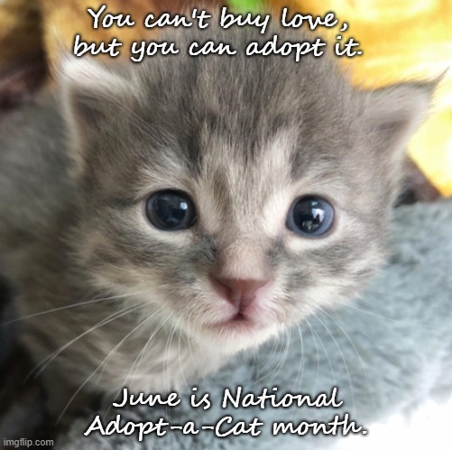 Adopt | You can't buy love, but you can adopt it. June is National Adopt-a-Cat month. | image tagged in adopt me | made w/ Imgflip meme maker