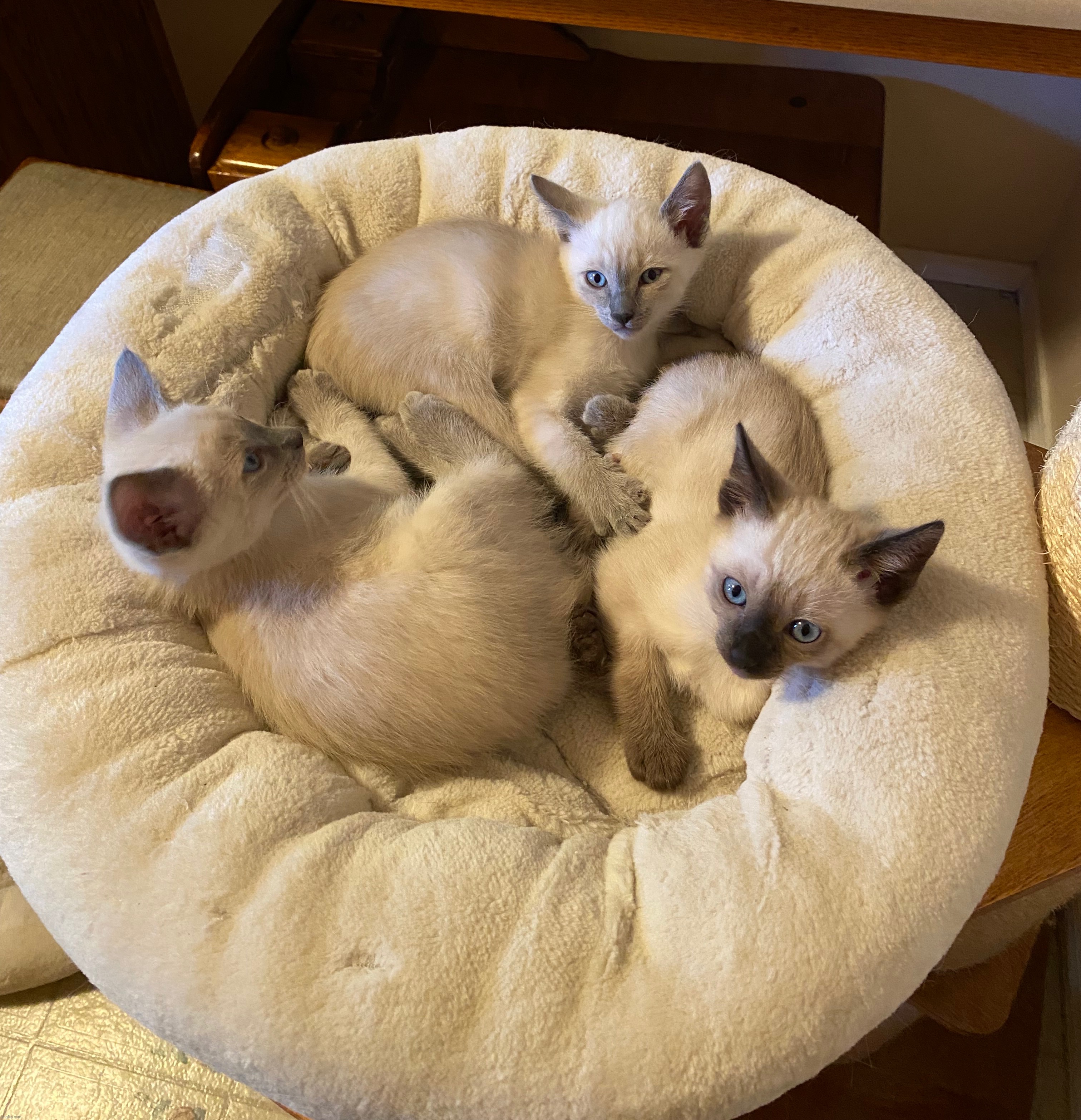 Siamese Kittens <3 | image tagged in kittens,cute,picture,siamese | made w/ Imgflip meme maker