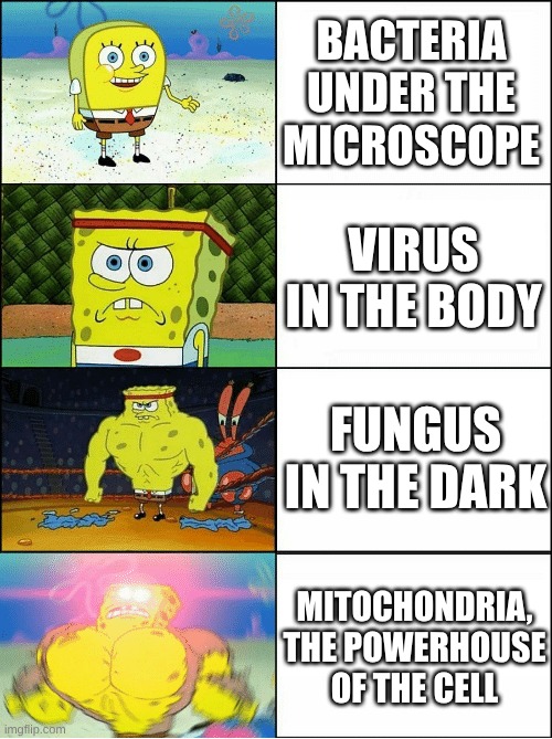 how | BACTERIA UNDER THE MICROSCOPE; VIRUS IN THE BODY; FUNGUS IN THE DARK; MITOCHONDRIA, THE POWERHOUSE OF THE CELL | image tagged in sponge finna commit muder | made w/ Imgflip meme maker