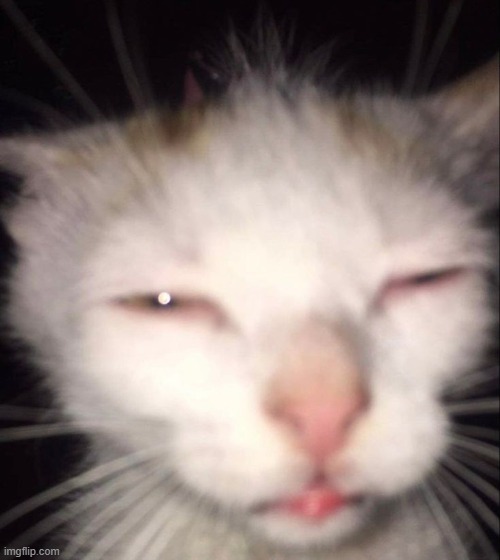 Tired cat | image tagged in tired cat | made w/ Imgflip meme maker