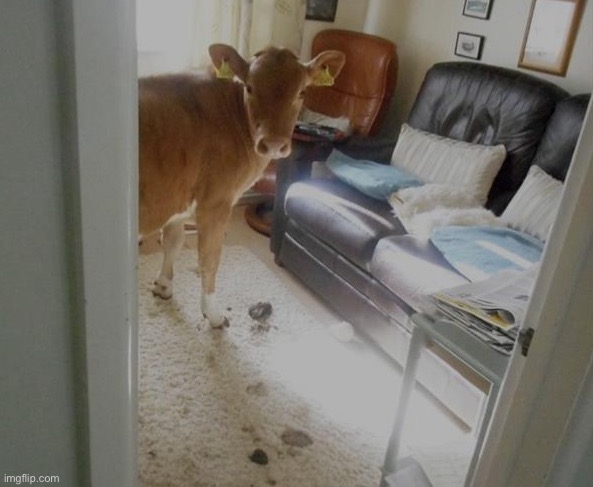 W couch? (Ignore my dog) | made w/ Imgflip meme maker