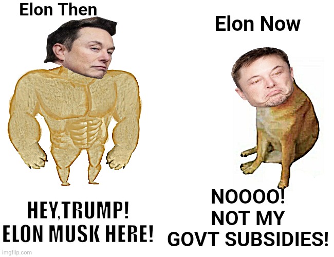 The 180 Musk Dance | Elon Then; Elon Now; NOOOO! NOT MY GOVT SUBSIDIES! HEY,TRUMP! ELON MUSK HERE! | image tagged in memes,buff doge vs cheems | made w/ Imgflip meme maker