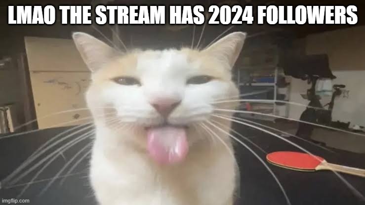 Milly the silly cat Bleh Cat | LMAO THE STREAM HAS 2024 FOLLOWERS | image tagged in milly the silly cat bleh cat | made w/ Imgflip meme maker