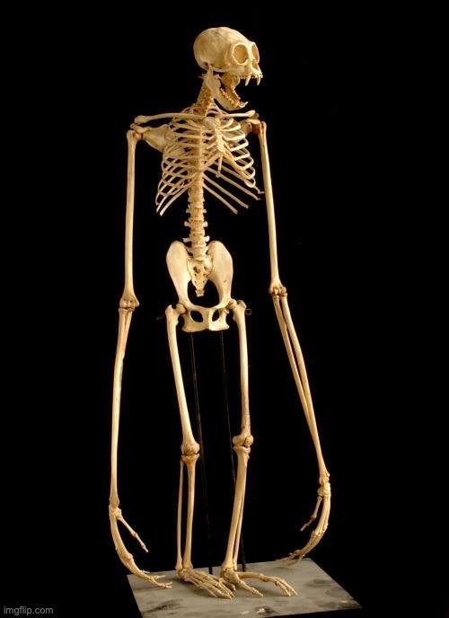 Ape skeleton | image tagged in ape skeleton | made w/ Imgflip meme maker