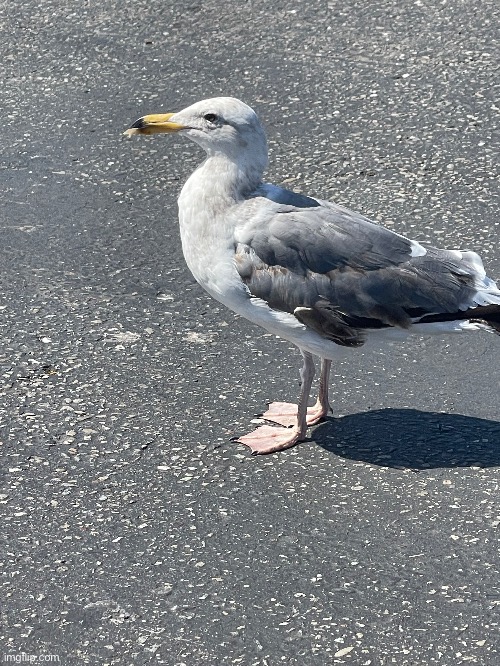 Scuttle | made w/ Imgflip meme maker