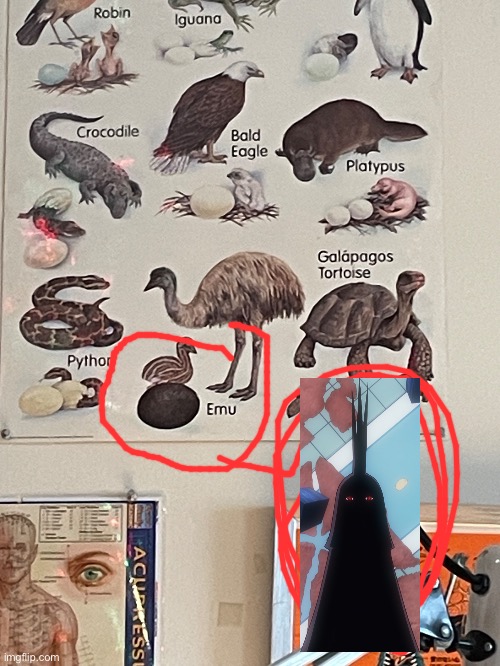 The thing from one piece | image tagged in one piece,anime,animals,emu | made w/ Imgflip meme maker