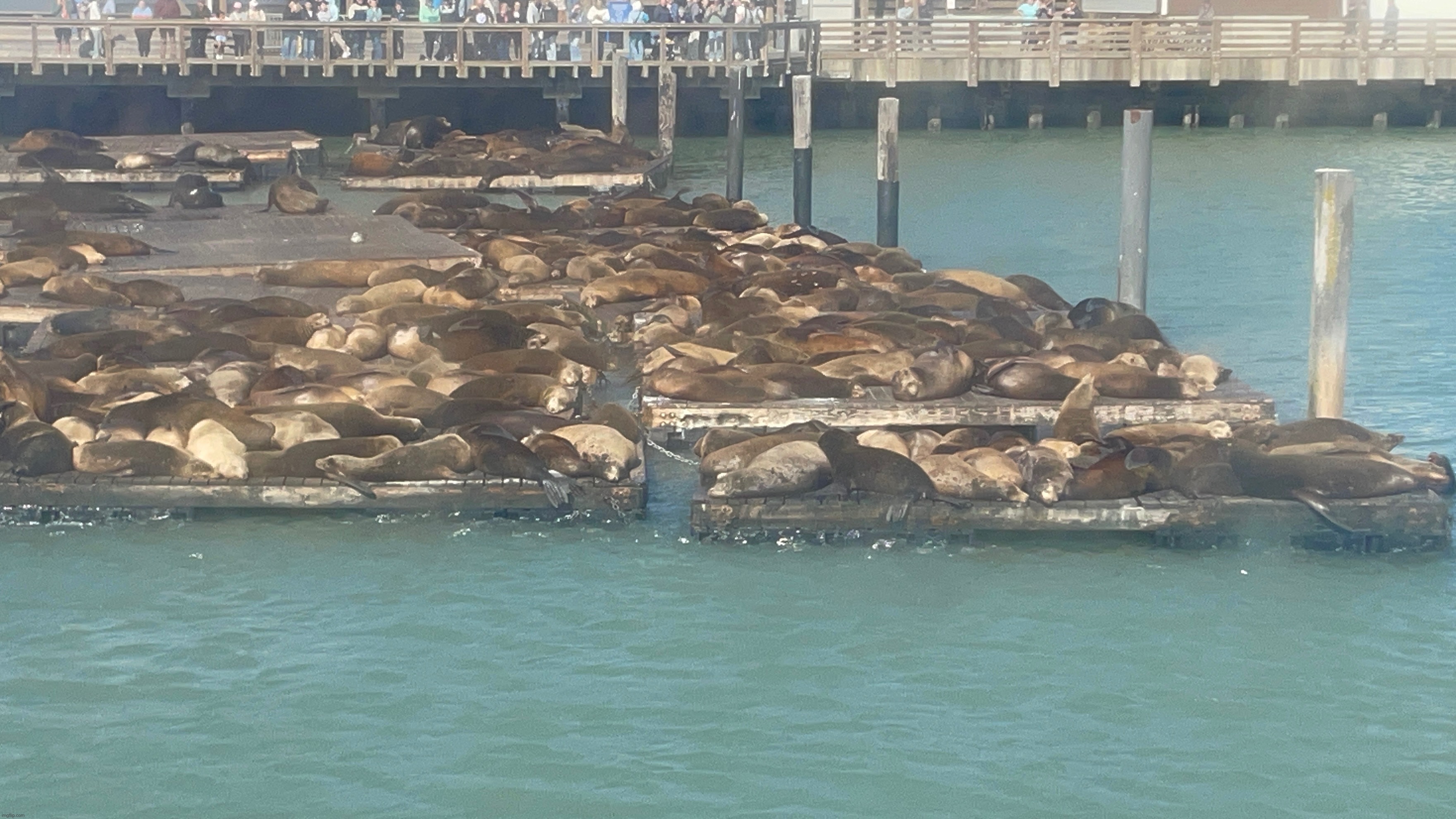 Sillies | made w/ Imgflip meme maker