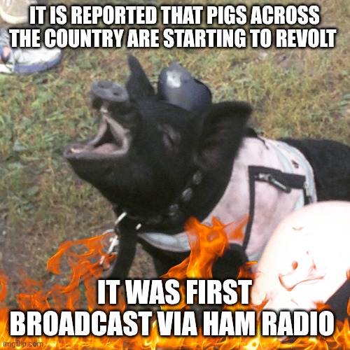 la riots meme | IT IS REPORTED THAT PIGS ACROSS THE COUNTRY ARE STARTING TO REVOLT; IT WAS FIRST BROADCAST VIA HAM RADIO | image tagged in riots | made w/ Imgflip meme maker