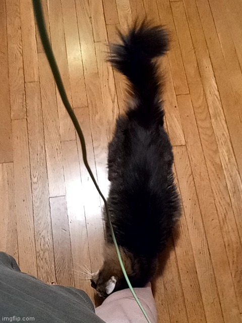 Kittyyyyy | made w/ Imgflip meme maker