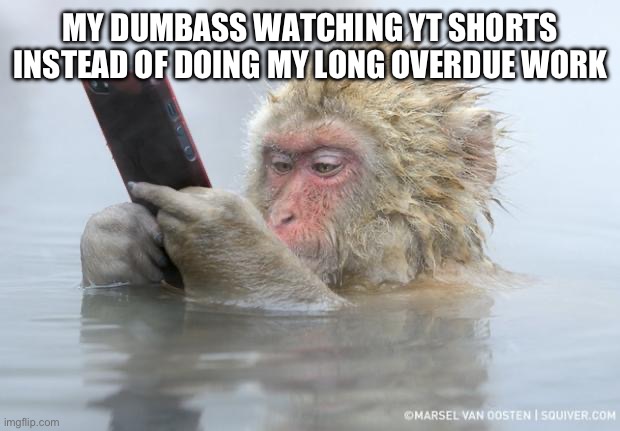 monkey mobile phone | MY DUMBASS WATCHING YT SHORTS INSTEAD OF DOING MY LONG OVERDUE WORK | image tagged in monkey mobile phone | made w/ Imgflip meme maker