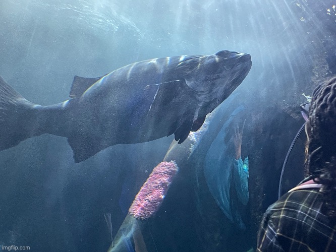 Sea bass (I have beef with these.) | made w/ Imgflip meme maker