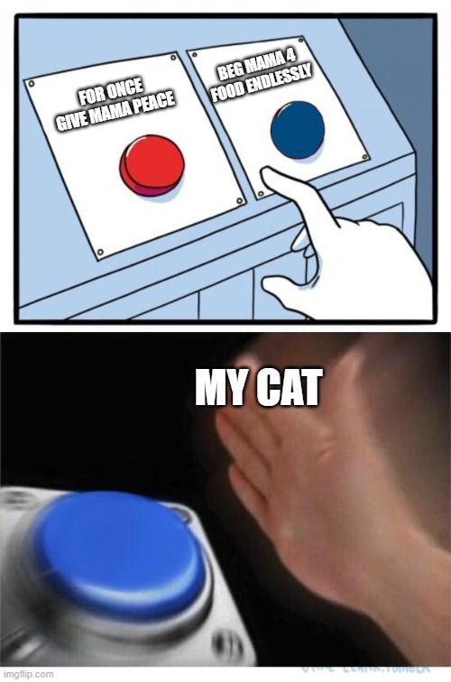 I showed this meme to my cat then he looked at me like (if u post that i'm gonna kill u) | BEG MAMA 4 FOOD ENDLESSLY; FOR ONCE GIVE MAMA PEACE; MY CAT | image tagged in two buttons 1 blue | made w/ Imgflip meme maker