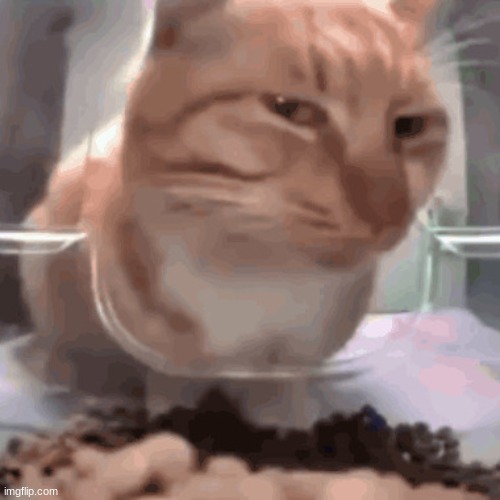 Side eye cat | image tagged in side eye cat | made w/ Imgflip meme maker
