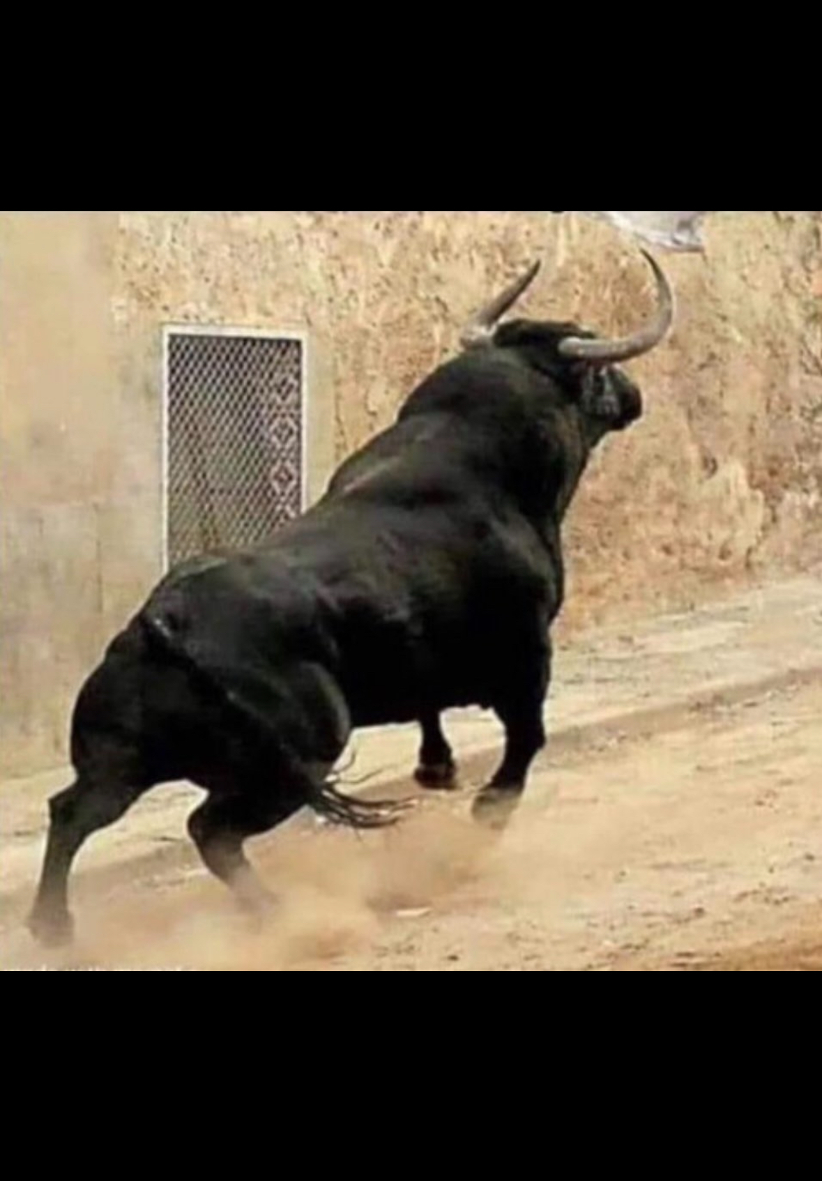 Bull Blank Meme Template