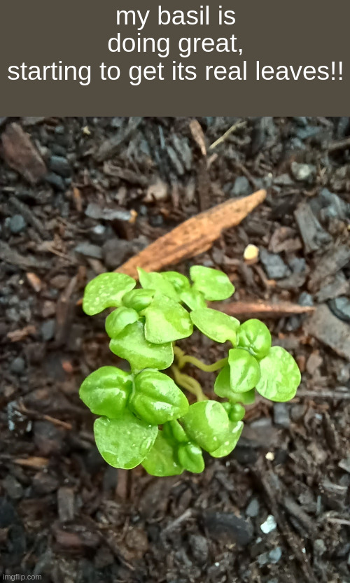 Sweet Basil | my basil is doing great, starting to get its real leaves!! | made w/ Imgflip meme maker